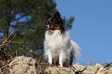 EPAGNEUL PAPILLON 119